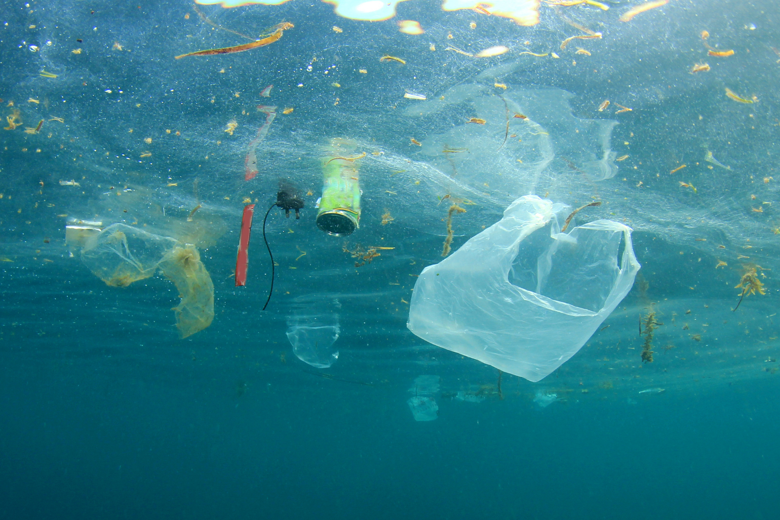 Imagem ilustrativa do Dia Mundial dos Oceanos