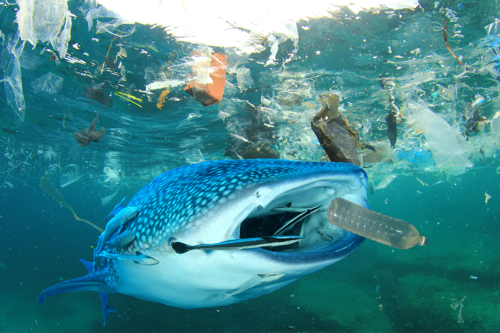 Peixe no oceano engolindo resíduos plásticos, evidenciando os impactos da poluição marinha no ecossistema