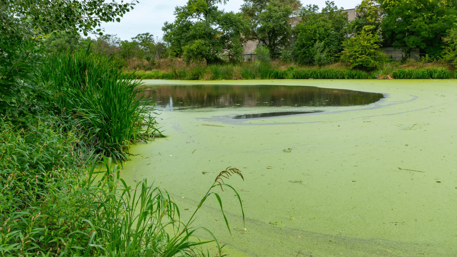 Lago eutrofizado com proliferação de algas verdes devido ao excesso de nutrientes.